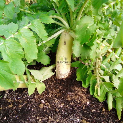 cultiver radis en pot au maroc - culture de radis blanc daikon - زراعة الفجل الابيض في المغرب