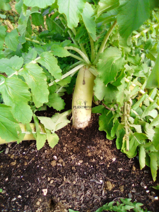 cultiver radis en pot au maroc - culture de radis blanc daikon - زراعة الفجل الابيض في المغرب