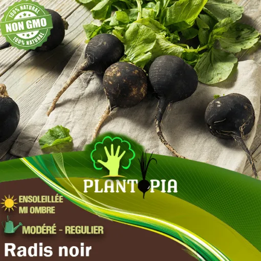 sachet de graines de radis noir - Semences de radis noir au Maroc - Radis noir plantopia maroc - variété de radis noir