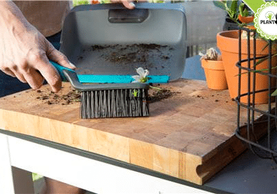 Balayette horticole jumia graines et semences Maroc