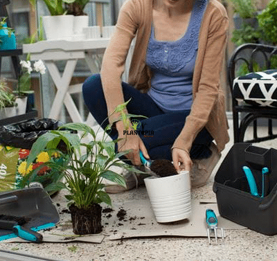 Balcony Box Plantopia Maroc