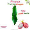 Bouture Pitaya - Bouture Fruit du Dragon par Plantopia Maroc - بيتايا فاكهة التنين