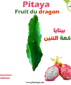 Bouture Pitaya - Bouture Fruit du Dragon par Plantopia Maroc - بيتايا فاكهة التنين