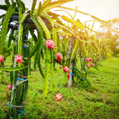 Culture fruit du Dragon Pitaya au Maroc - ferme pitaya fruit du dragon Plantopia Maroc - مزرعة فاكهة التنين في المغرب
