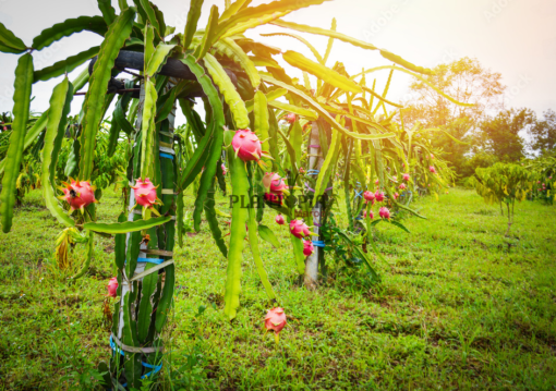 Culture fruit du Dragon Pitaya au Maroc - ferme pitaya fruit du dragon Plantopia Maroc - مزرعة فاكهة التنين في المغرب