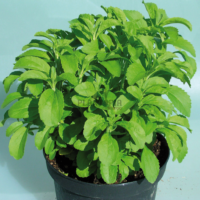 Culture stevia sucriere au Maroc - Plante stevia Maroc - Vente et achat stevia Marrakech casablanca rabat sale fes meknes tanger agadir sekhirat dar bouazza bouskoura