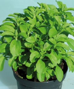 Culture stevia sucriere au Maroc - Plante stevia Maroc - Vente et achat stevia Marrakech casablanca rabat sale fes meknes tanger agadir sekhirat dar bouazza bouskoura