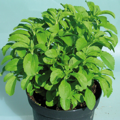 Culture stevia sucriere au Maroc - Plante stevia Maroc - Vente et achat stevia Marrakech casablanca rabat sale fes meknes tanger agadir sekhirat dar bouazza bouskoura