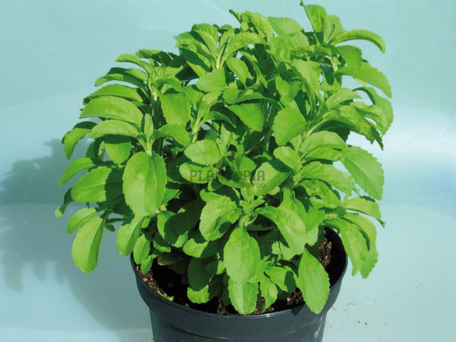 Culture stevia sucriere au Maroc - Plante stevia Maroc - Vente et achat stevia Marrakech casablanca rabat sale fes meknes tanger agadir sekhirat dar bouazza bouskoura