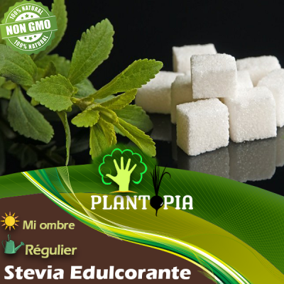 Graines Stevia Maroc - Semences Stevia plante sucre edulcorant by Plantopia Maroc - بذور نبتة ستيفيا سكرية في المغرب