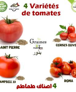 Pack graines 4 variétés de tomates anciennes - Plantopia Maroc - Sachet semences de tomate au Maroc - بذور اصناف طماطم