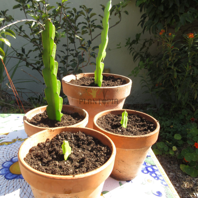 Planter bouture pitaya fruit du Dragon - Vente bouture et plante pitaya fruit du dragon à Marrakech casablanca meknes fes tanger agadir rabat sale nador tetouan settat berrechid safi essaouira