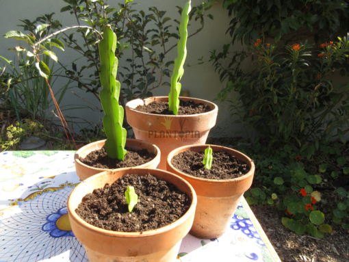 Planter bouture pitaya fruit du Dragon - Vente bouture et plante pitaya fruit du dragon à Marrakech casablanca meknes fes tanger agadir rabat sale nador tetouan settat berrechid safi essaouira