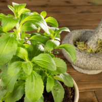 Stevia Maroc - ستيفيا المغرب - plantation stevia maroc - fournisseur stevia maroc - graines stevia plantopia maroc