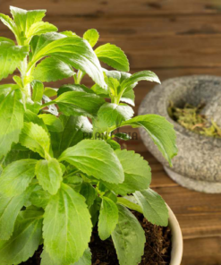 Stevia Maroc - ستيفيا المغرب - plantation stevia maroc - fournisseur stevia maroc - graines stevia plantopia maroc