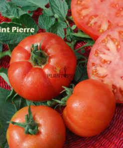 Tomate saint pierre Plantopia Maroc