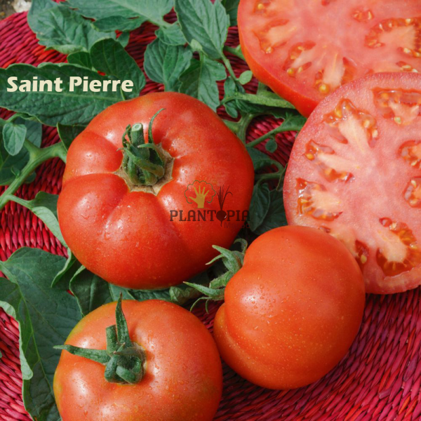 Tomate saint pierre Plantopia Maroc