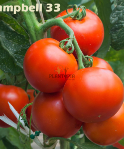 Tomates Campbell 33 Plantopia MAroc