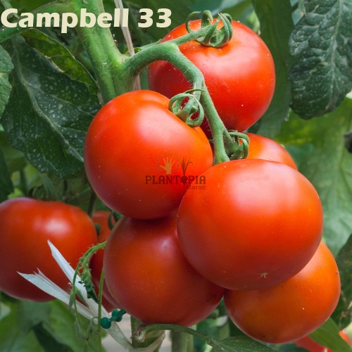 Tomates Campbell 33 Plantopia MAroc