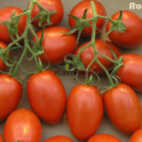 Tomates Roma Plantopia Maroc
