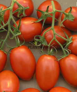 Tomates Roma Plantopia Maroc