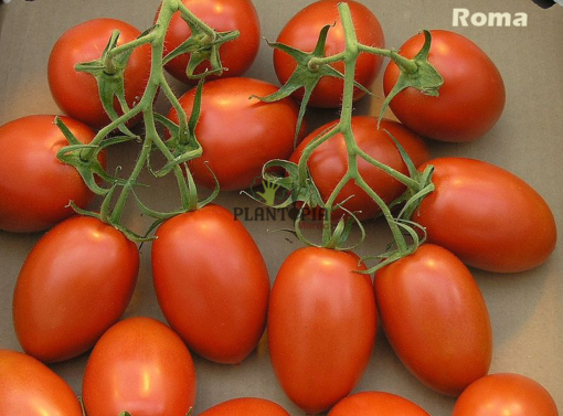 Tomates Roma Plantopia Maroc