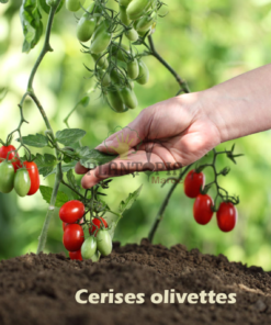 Tomates cerises olivettes