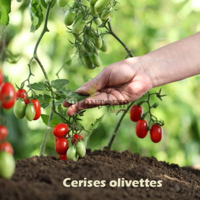 Tomates cerises olivettes
