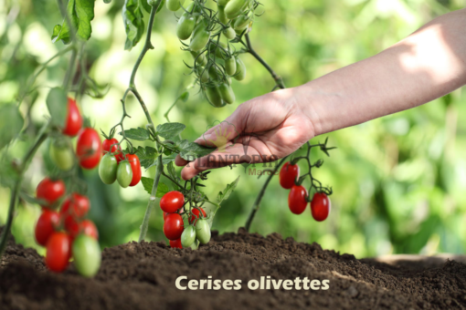 Tomates cerises olivettes