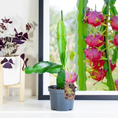 pitaya Maroc