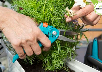 outils jardinage Jumia MAroc - Graines semences et terreau Jumia Plantopia