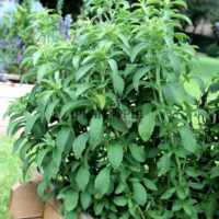 semences stevia - graine bio stevia au Maroc - زراعة نبتة ستيفيا السكرية في المغرب - بذور ستيفيا سكرية في مراكش الرباط اكادير الدار البيضاء طنجة