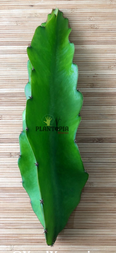 vente achat et culture pitaya fruit du dragon à Laayoune Dakhla Oujda Houceima Jumia Arborescence Marrakech Beni Mellal - بيع شتلات البتايا فاكهة التنين في مراكش الدار البيضاء الرباط فاس سطات