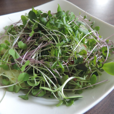 Culture des microgreens au Maroc - Kit de culture Plantopia Maroc - Micro pousses Casablanca, Marrakech, Rabat, Sale, Fes, tanger, Agadir, Temara, Settat, Meknes