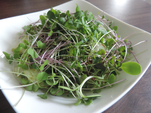 Culture des microgreens au Maroc - Kit de culture Plantopia Maroc - Micro pousses Casablanca, Marrakech, Rabat, Sale, Fes, tanger, Agadir, Temara, Settat, Meknes