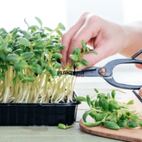 Germination graines de micropousses au Maroc - Germination semences micro pousses à Marrakech, Rabat, Casablanca, Tanger, Agadir, Laayoune, dakhla, Oujda