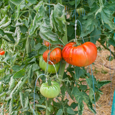 Graines Tomate Tres Cantos au Maroc - Semences tomates tres cantos casablanca marrakech rabat fes sale meknes tanger agadir