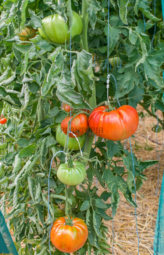 Graines Tomate Tres Cantos au Maroc - Semences tomates tres cantos casablanca marrakech rabat fes sale meknes tanger agadir