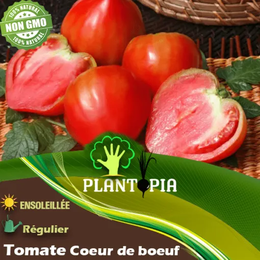 Graines et semences de tomate coeur de boeuf - Tomates anciennes Casablanca Marrakech Rabat Tanger Agadir Plantopia Maroc