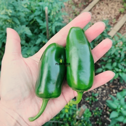 Graines de piment piquant à Marrakech Casablanca Rabat Tanger Salé Mekenes Fes Agadir Settat Berrechid