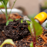 worm casting in Morocco by Plantopia MAroc - Lombricompost et vermicmpost avec lombrics et vers de terre au Maroc