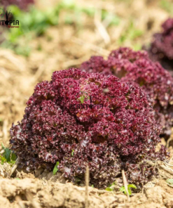 بذور الخس المجعد الاحمر في المغرب - Graines et semences de salade rouge frisee