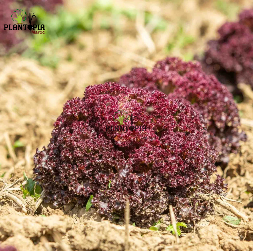 بذور الخس المجعد الاحمر في المغرب - Graines et semences de salade rouge frisee