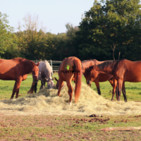 Amendement bio organique de cheval pour planets et jardin au Maroc