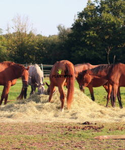 Amendement bio organique de cheval pour planets et jardin au Maroc