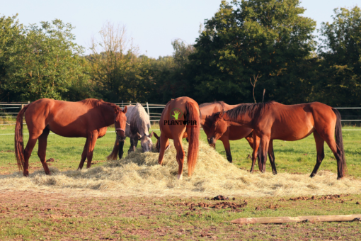 Amendement bio organique de cheval pour planets et jardin au Maroc