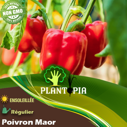 Graines de Poivron Maor au Maroc - Semences de poivron Heirloom variete Maoc Plantopia Maroc