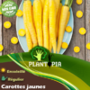 Graines et semenes de carottes jaunes au Maroc- Plantopia Maroc