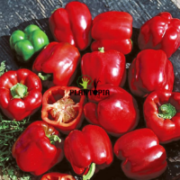 Maor Pepper seeds in Morocoo - Plantopia Maroc - graines poivron Maor variete ancienne