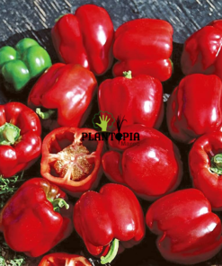 Maor Pepper seeds in Morocoo - Plantopia Maroc - graines poivron Maor variete ancienne